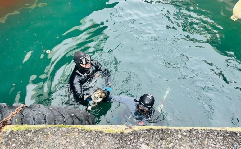 İzmir İtfaiyesi iskele altında mahsur kalan kediyi başarıyla kurtardı